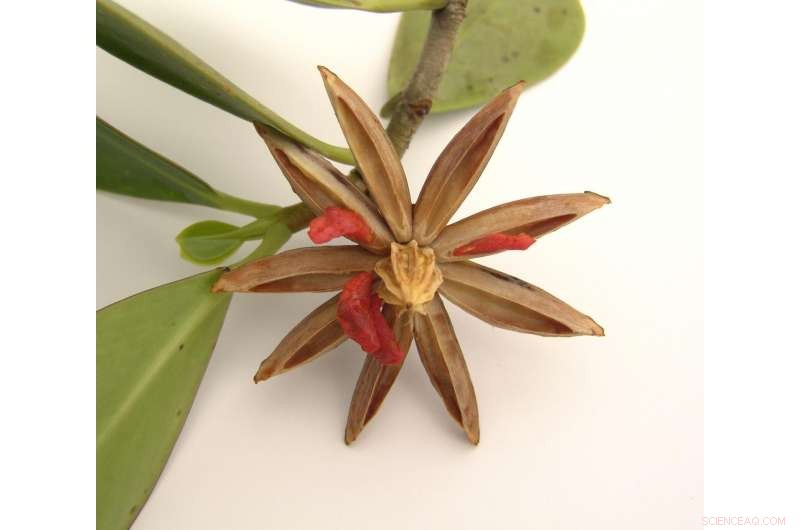 A Novel Storage‑Effect Model Illuminates Tropical Plant Biodiversity Dynamics