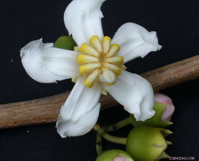 A Novel Storage‑Effect Model Illuminates Tropical Plant Biodiversity Dynamics