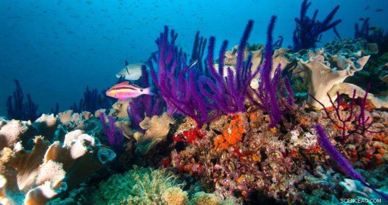 Arabian Gulf Coral Reefs Reveal Climate Change Lessons