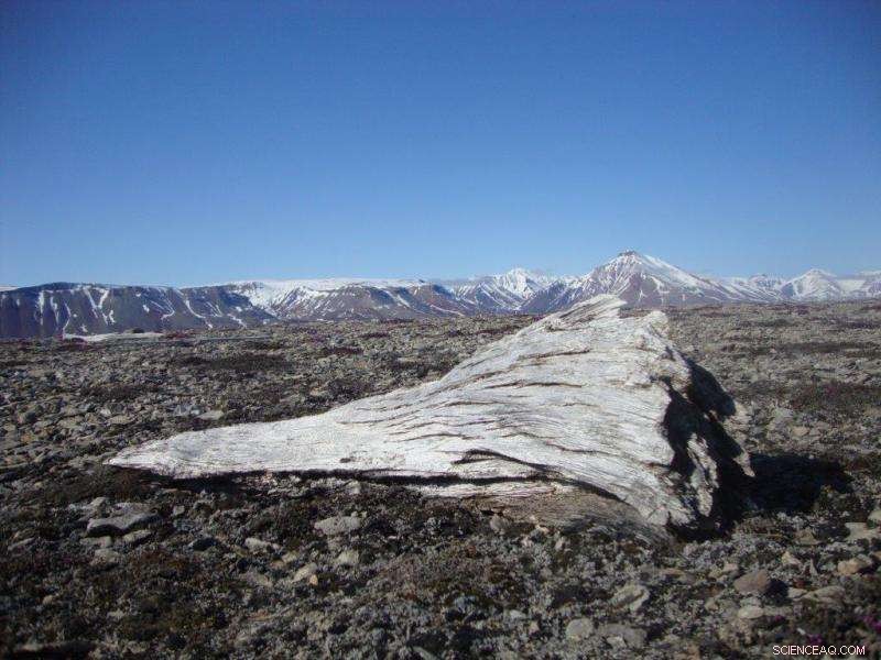 Driftwood Tracking Reveals Arctic Ocean History