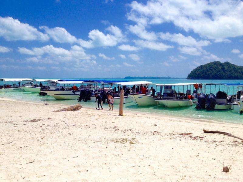 Sustainable Diving: Why Palau Urges Tourists to Skip Reef Fish