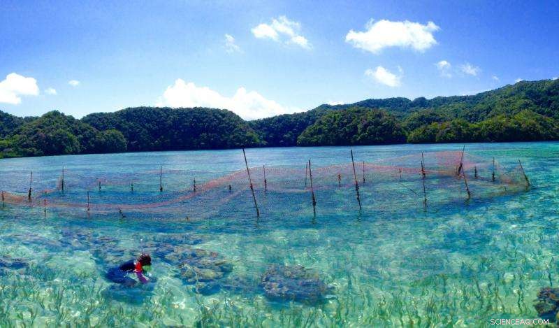 Sustainable Diving: Why Palau Urges Tourists to Skip Reef Fish