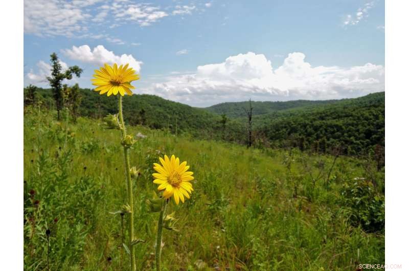 Ozark Grasslands Witness Dramatic Increase in Tree and Shrub Cover