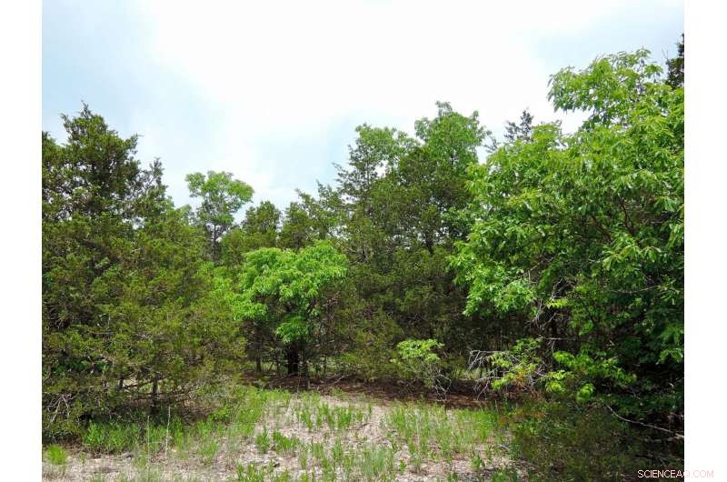 Ozark Grasslands Witness Dramatic Increase in Tree and Shrub Cover