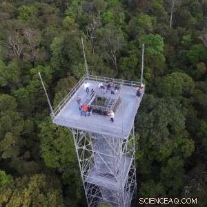 Drones Monitor Amazon Rainforest Health by Mapping Tree Chemical Signals