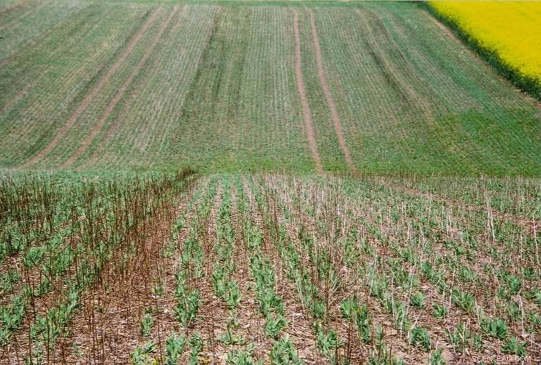 No-Tillage Alone Fails to Prevent Nitrate Water Pollution: New IUPUI Study