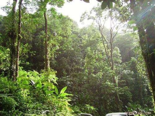 Global Study Reveals Deforestation Turned Tropical Forests from Carbon Sinks to Sources