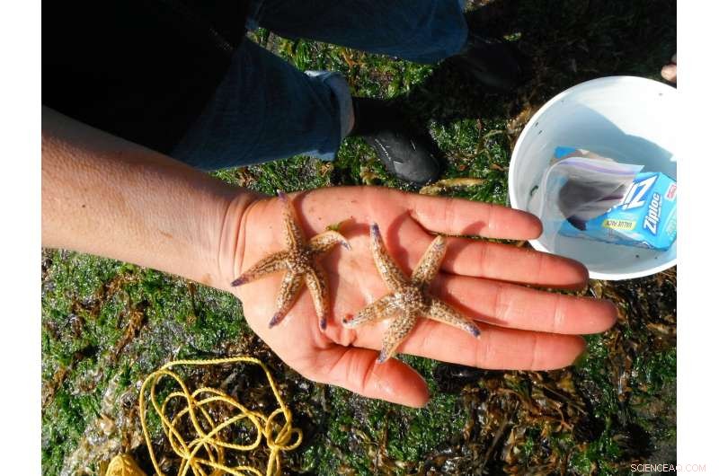 Tsunami Trains Hundreds of Aquatic Species on a Pacific Voyage