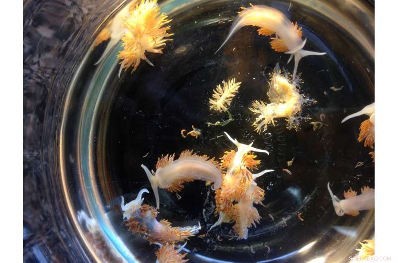 Tsunami Trains Hundreds of Aquatic Species on a Pacific Voyage