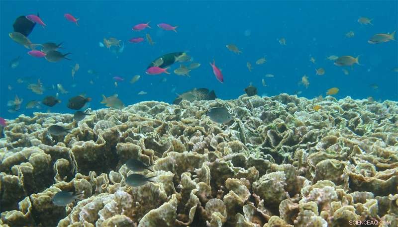 Innovative Technologies to Safeguard Coral Reefs