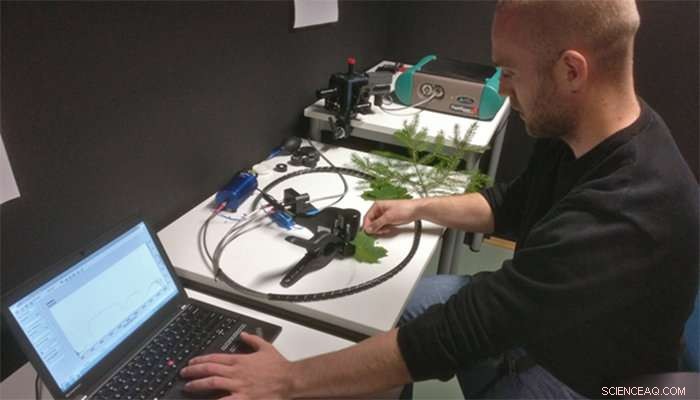 New Spectral Library Illuminates Boreal Trees  Solar Radiation Reflection