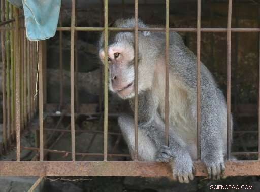 Volcanic Rescue Mission: Volunteers Save Animals Near Bali s Active Volcano