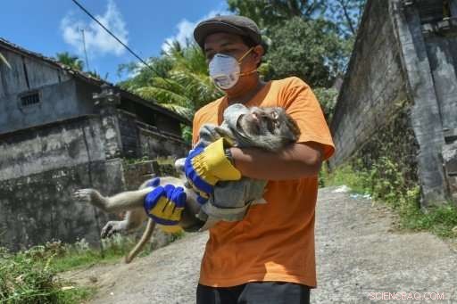 Volcanic Rescue Mission: Volunteers Save Animals Near Bali s Active Volcano