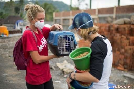 Volcanic Rescue Mission: Volunteers Save Animals Near Bali s Active Volcano