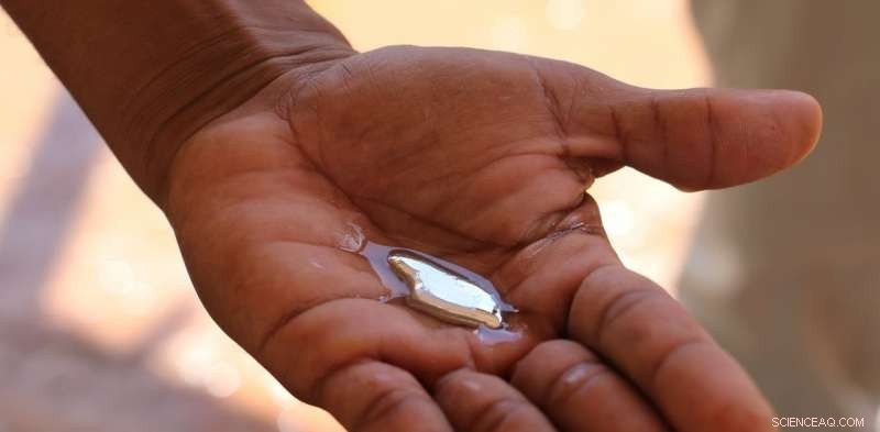 Northern Hemisphere Mercury Emissions Disrupt Australian Ecosystems