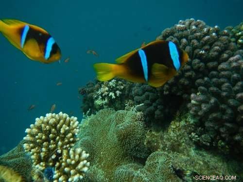 Surface Currents Drive Genetic Mixing in the Red Sea, New Study Shows