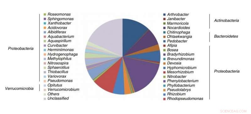Microbes Convert Plant Biomass Into Low‑Carbon, Renewable Natural Gas