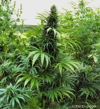 Reducing the Carbon Footprint of Cannabis Farms: Sustainable Indoor Cultivation
