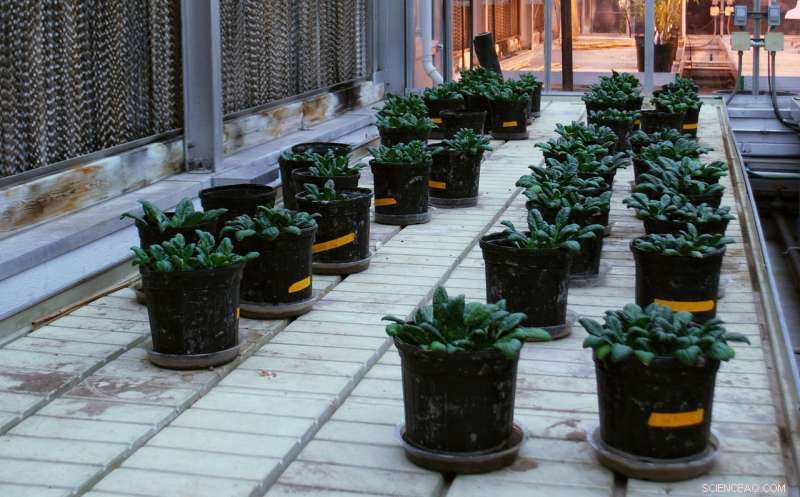 Boost Spinach Health with Proven Soil Amendments