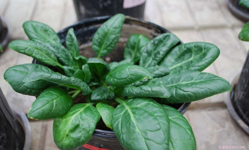 Boost Spinach Health with Proven Soil Amendments