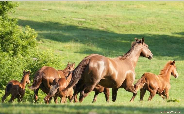 Climate Warming Expected to Have Limited Impact on Northeast Animal Agriculture