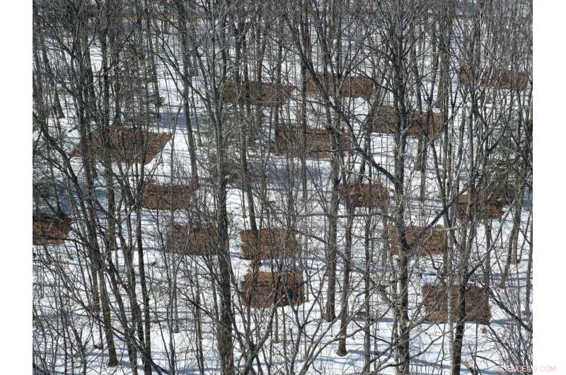 26-Year Study Shows Forest Soils Will Amplify Global Warming Through Carbon Feedback