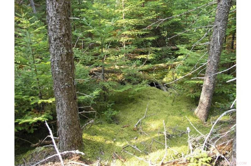 DNA Barcoding Enhances Monitoring of Boreal Forest Health