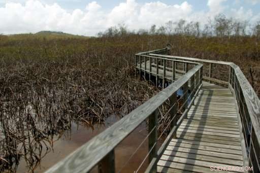 Puerto Rico’s Environment Faces Long Recovery After Hurricane Devastation