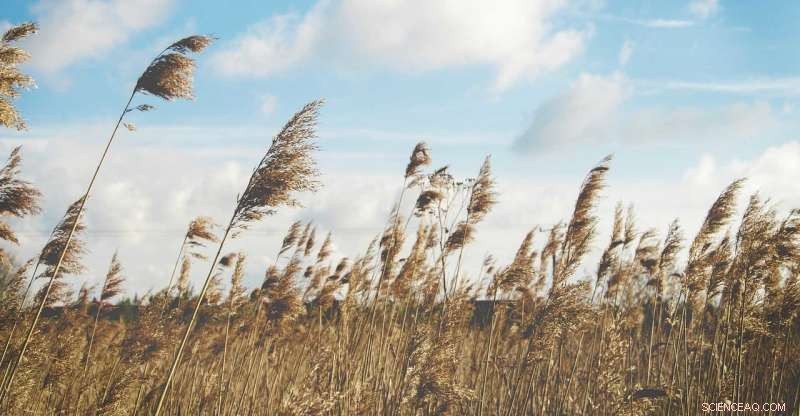 Global Wind Speeds Declining: The Stilling Phenomenon Since 1960