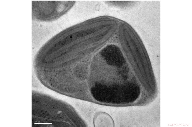 How Tiny Algae Shape Global Carbon Cycles Amid Climate Change