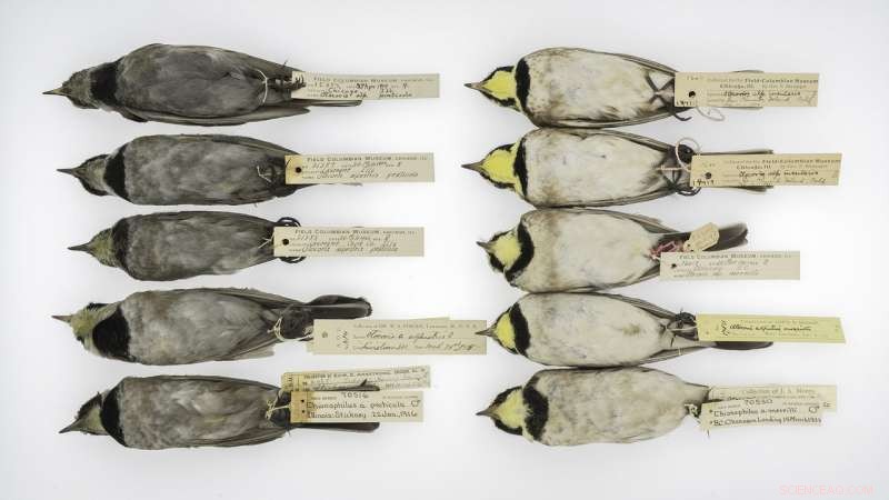 What soot‑covered, century‑old birds teach us about safeguarding the environment