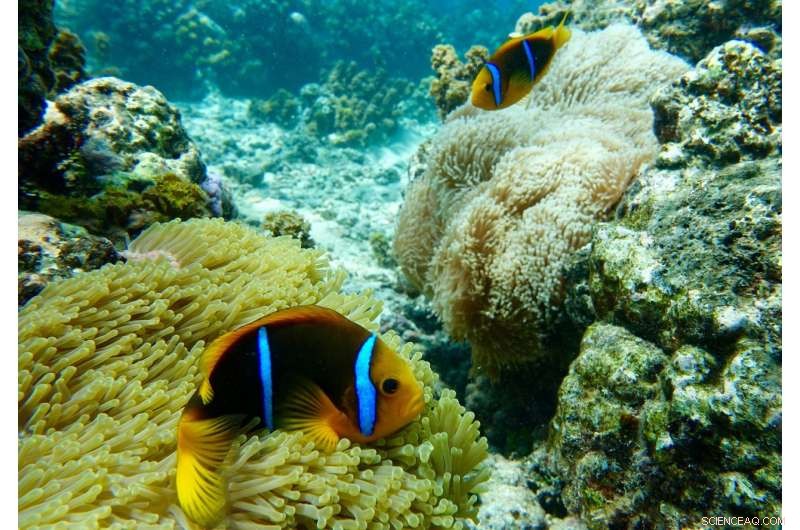 Bleached Anemones Endanger Clownfish—Understanding the Impact