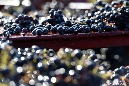 Extreme Weather Drives Europe’s Lowest Wine Production Since WWII