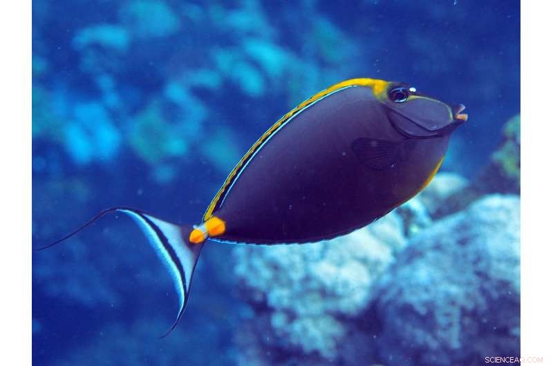 Giant Symbiotic Bacteria Enable Red Sea Surgeonfish to Specialize Their Diets