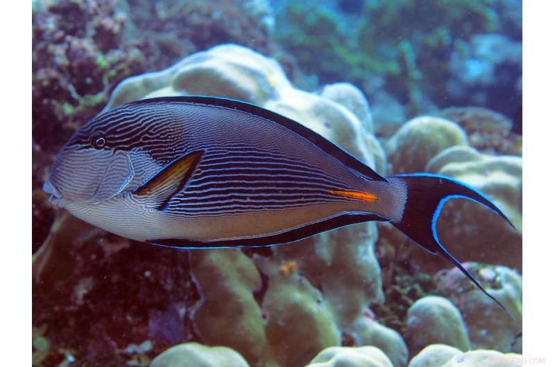 Giant Symbiotic Bacteria Enable Red Sea Surgeonfish to Specialize Their Diets