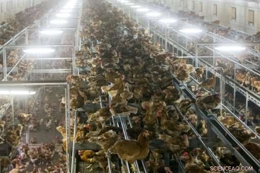 Dutch Poultry Farms Face Waste Crisis: Stagnant Chicken Manure Accumulates