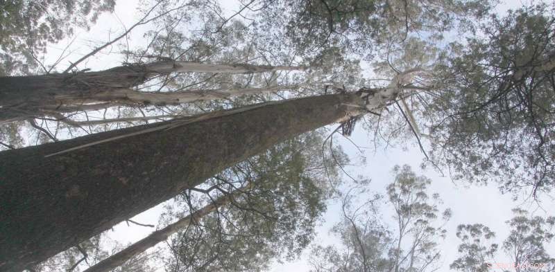 The True Value of Nature: Pricing Trees, Rivers, and Reefs