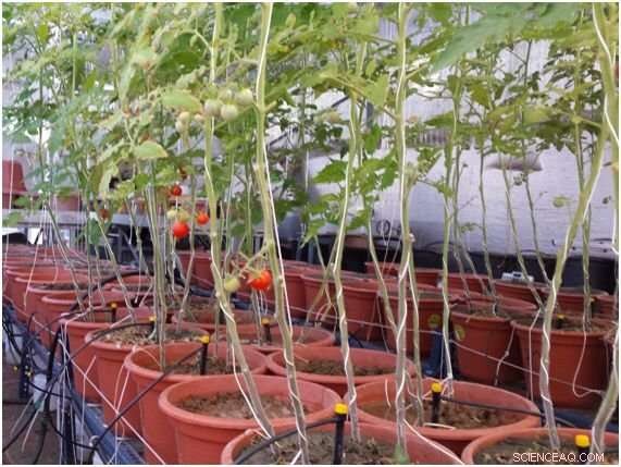 Boosting Crop Yield with Zinc Oxide Nanoparticle Fertilizers