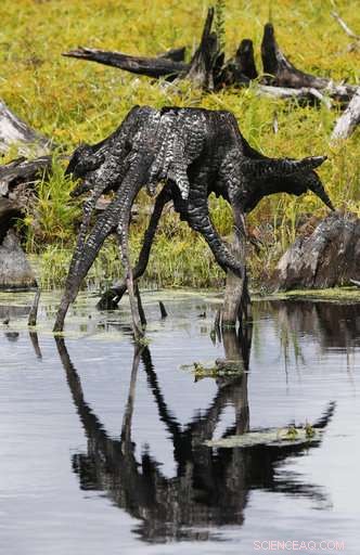 Feds Revive Great Dismal Swamp After 250 Years of Logging