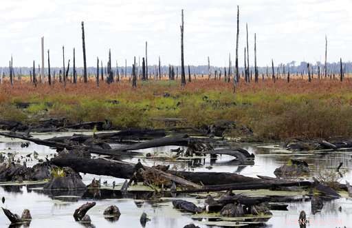 Feds Revive Great Dismal Swamp After 250 Years of Logging