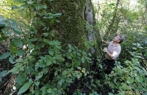 Feds Revive Great Dismal Swamp After 250 Years of Logging