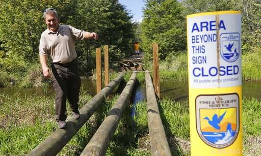 Feds Revive Great Dismal Swamp After 250 Years of Logging