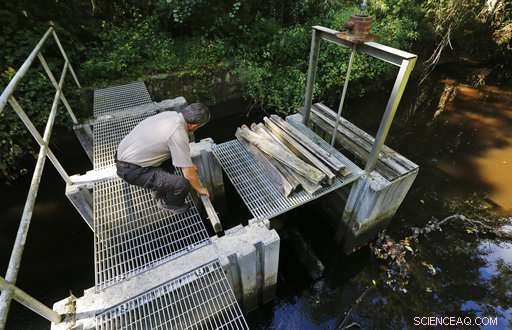 Feds Revive Great Dismal Swamp After 250 Years of Logging