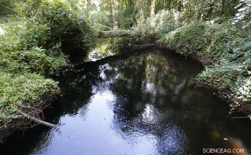 Feds Revive Great Dismal Swamp After 250 Years of Logging