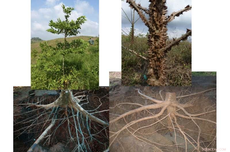 Hidden Roots: Tropical Trees Hold a Significant Carbon Reservoir