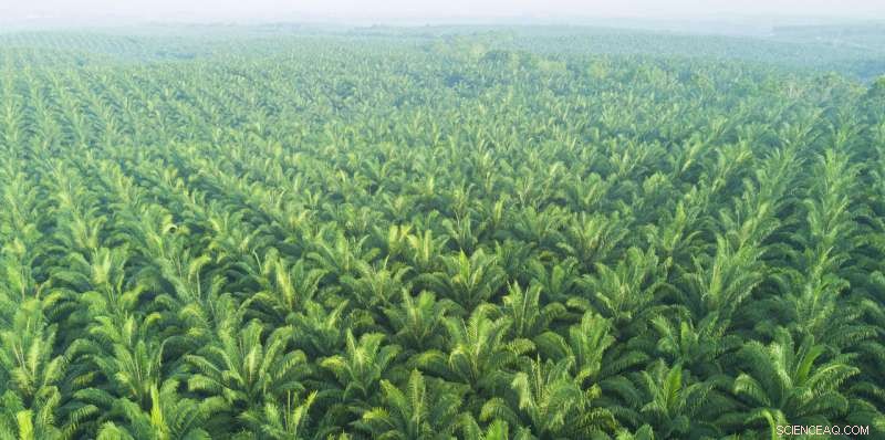 The Impact of Oil Palm Bans on Sustainable Practices
