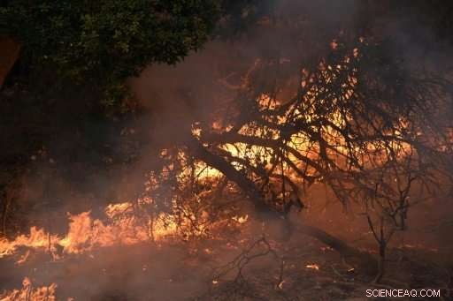 California Vineyards Shine Amid Ashen Wildfire Landscapes