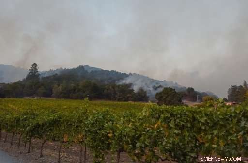 California Vineyards Shine Amid Ashen Wildfire Landscapes