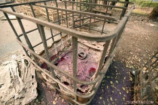 California Vineyards Shine Amid Ashen Wildfire Landscapes