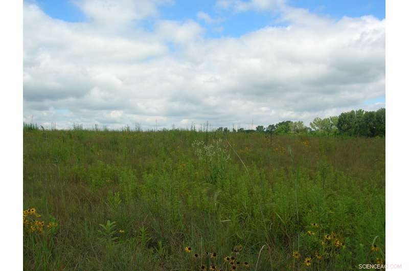 New Study Reveals How Fertilizers Alter the Nitrogen Cycle in Prairie Ecosystems